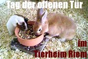 Frühlingsfest 2016 beim Tierschutzverein München Tag der offenen Tür im Tierheim Riem am 10.04.2016